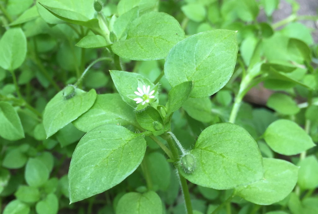 https://www.superfoodevolution.com/images/fresh-chickweed-plant.jpg