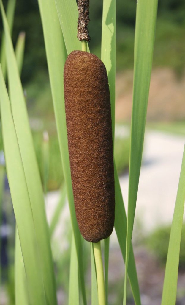 https://www.gardeningknowhow.com/wp-content/uploads/2016/03/cattail-harvest.jpg