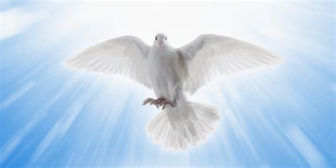 Wings of a Dove (Poem)