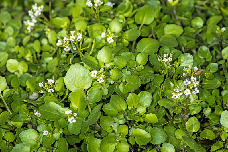 https://thumbs.dreamstime.com/b/water-cress-nasturtium-officinale-slad-medicinal-herb-43625566.jpg